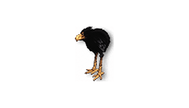 Miniature Black Moa Chick