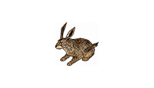 Miniature Brown Rabbit