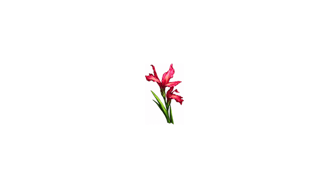 Red Iris Flower x50 (Pre-Searing)